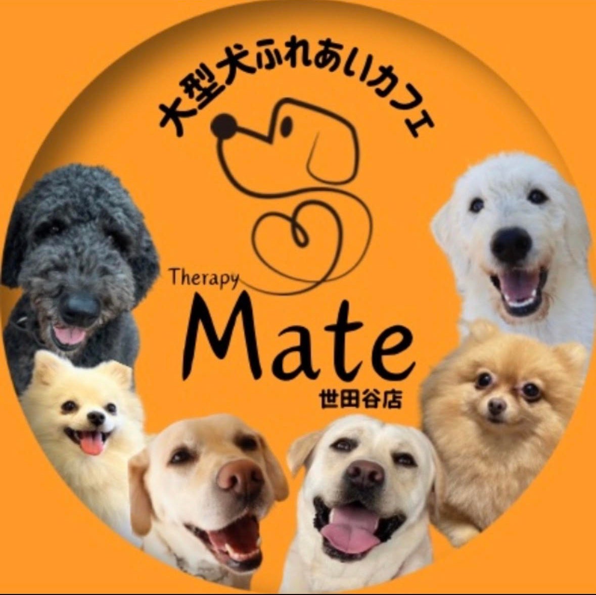 大型犬ふれあいカフェセラピーMate 世田谷店_1枚目
