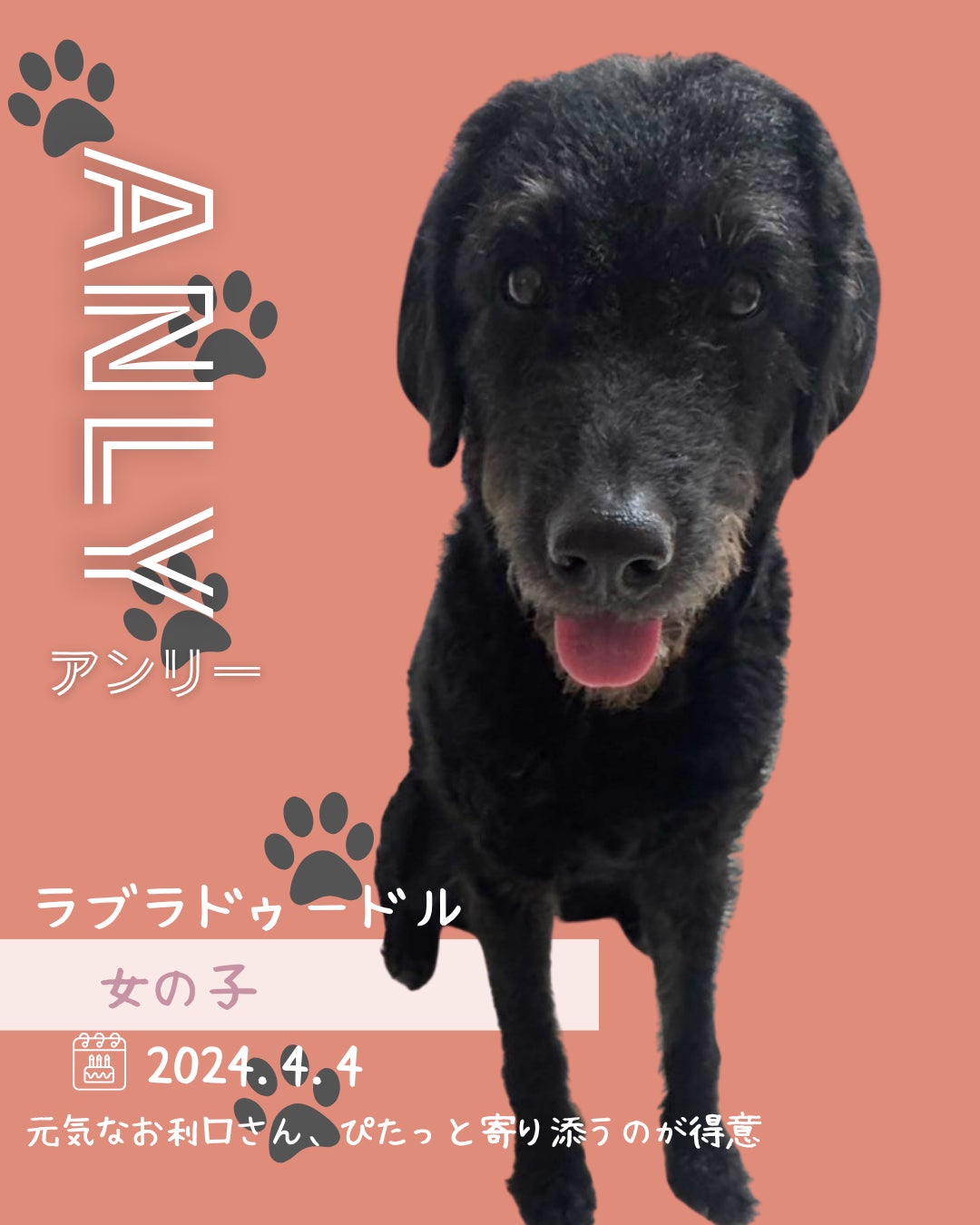 大型犬ふれあいカフェセラピーMate 世田谷店_3枚目