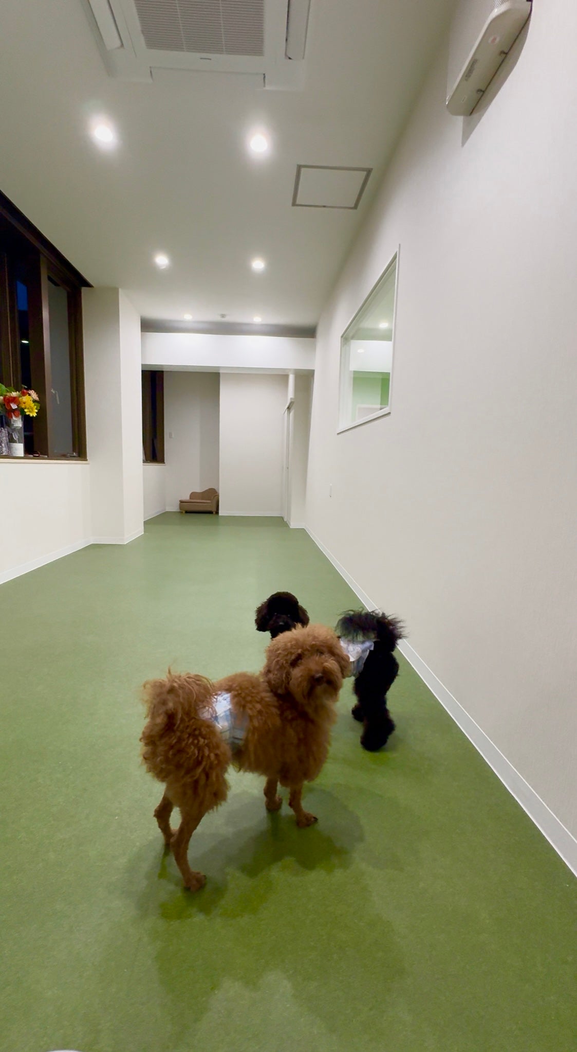Dogsalon&amp;Hotelとろろ_2枚目