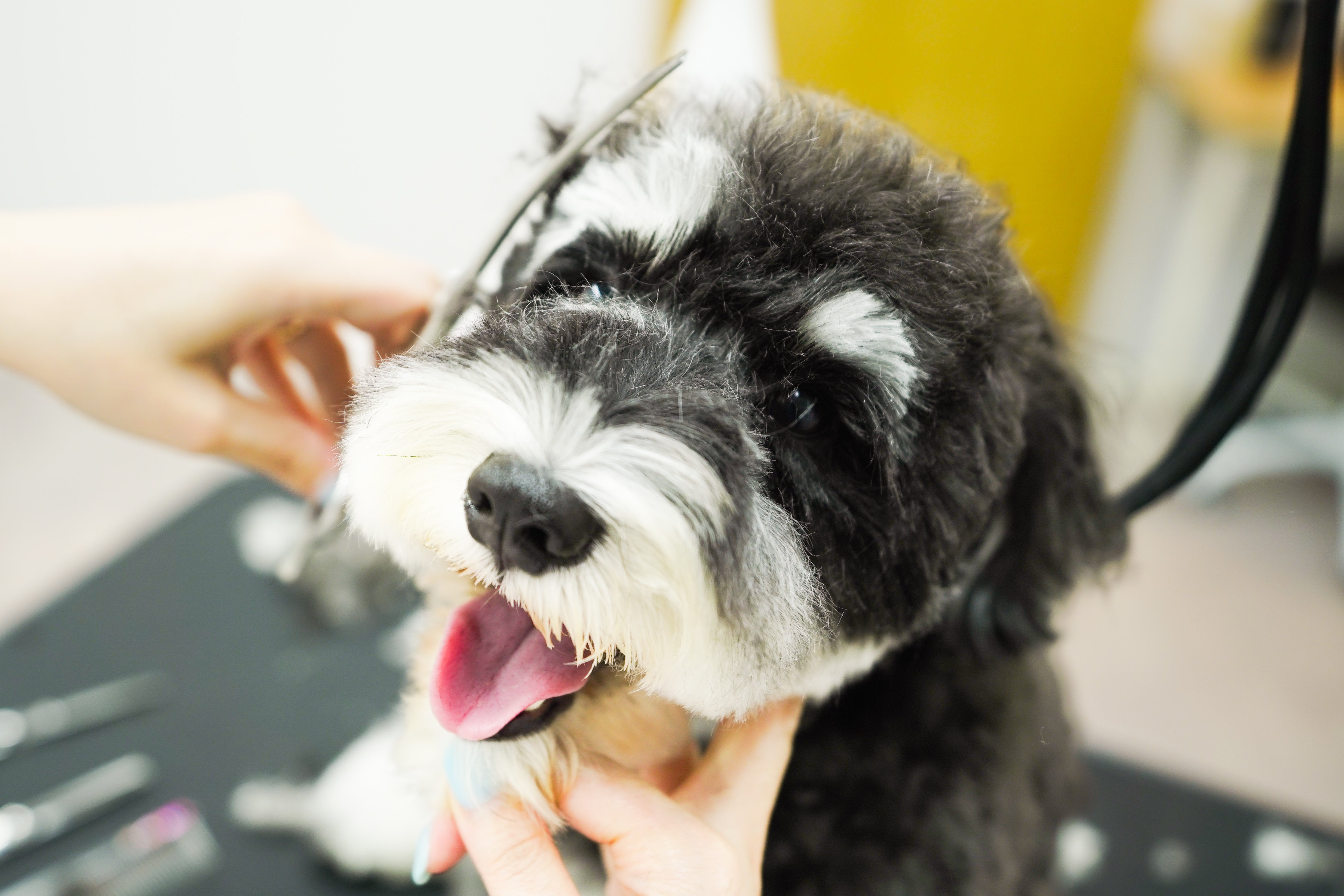 Everyday Dogsのシャンプー＆カットコースの写真