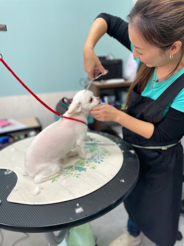 DogSalon  ALOHANAのトリミング料金の写真