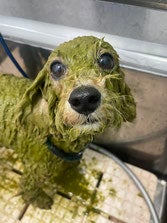 DogSalon  ALOHANAのオプションメニューの写真