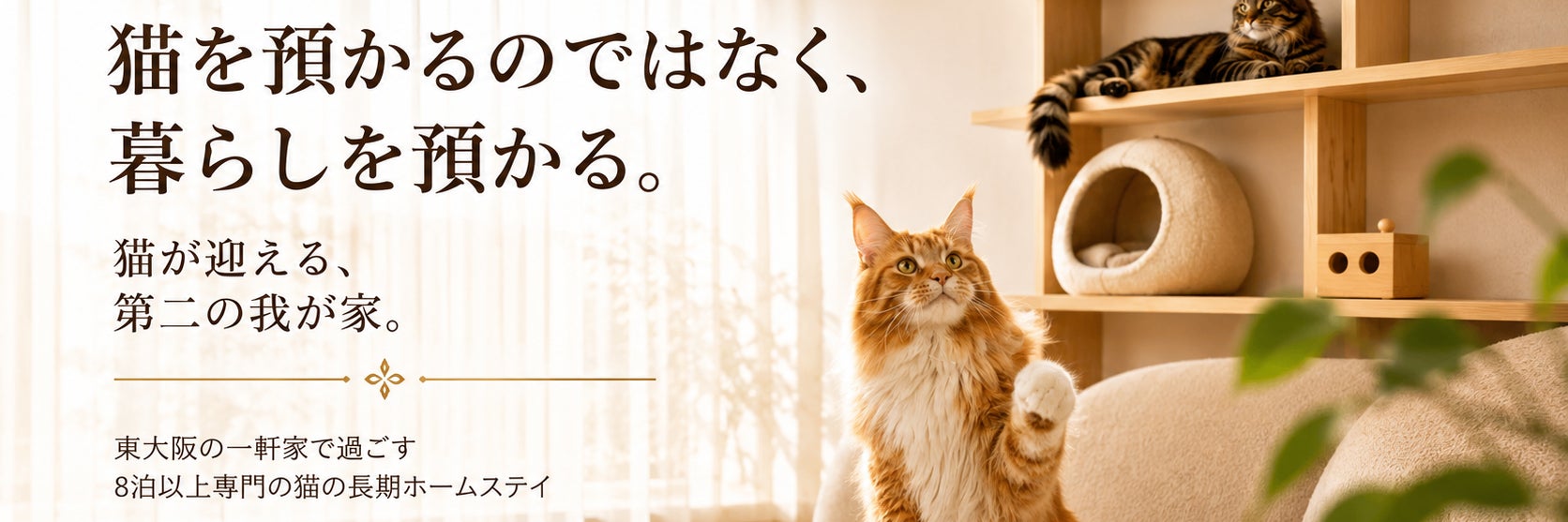 Japan cat  service FUN FUN