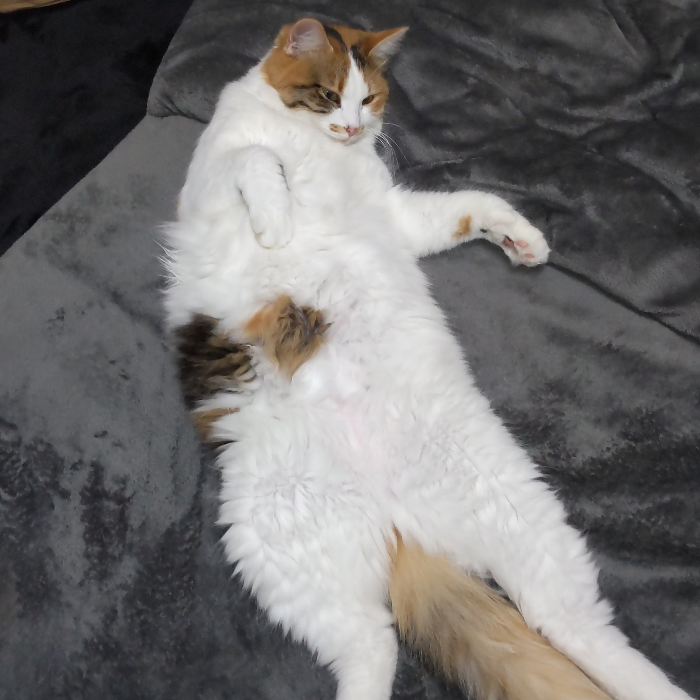 迷子猫探偵バリニーズ_3枚目