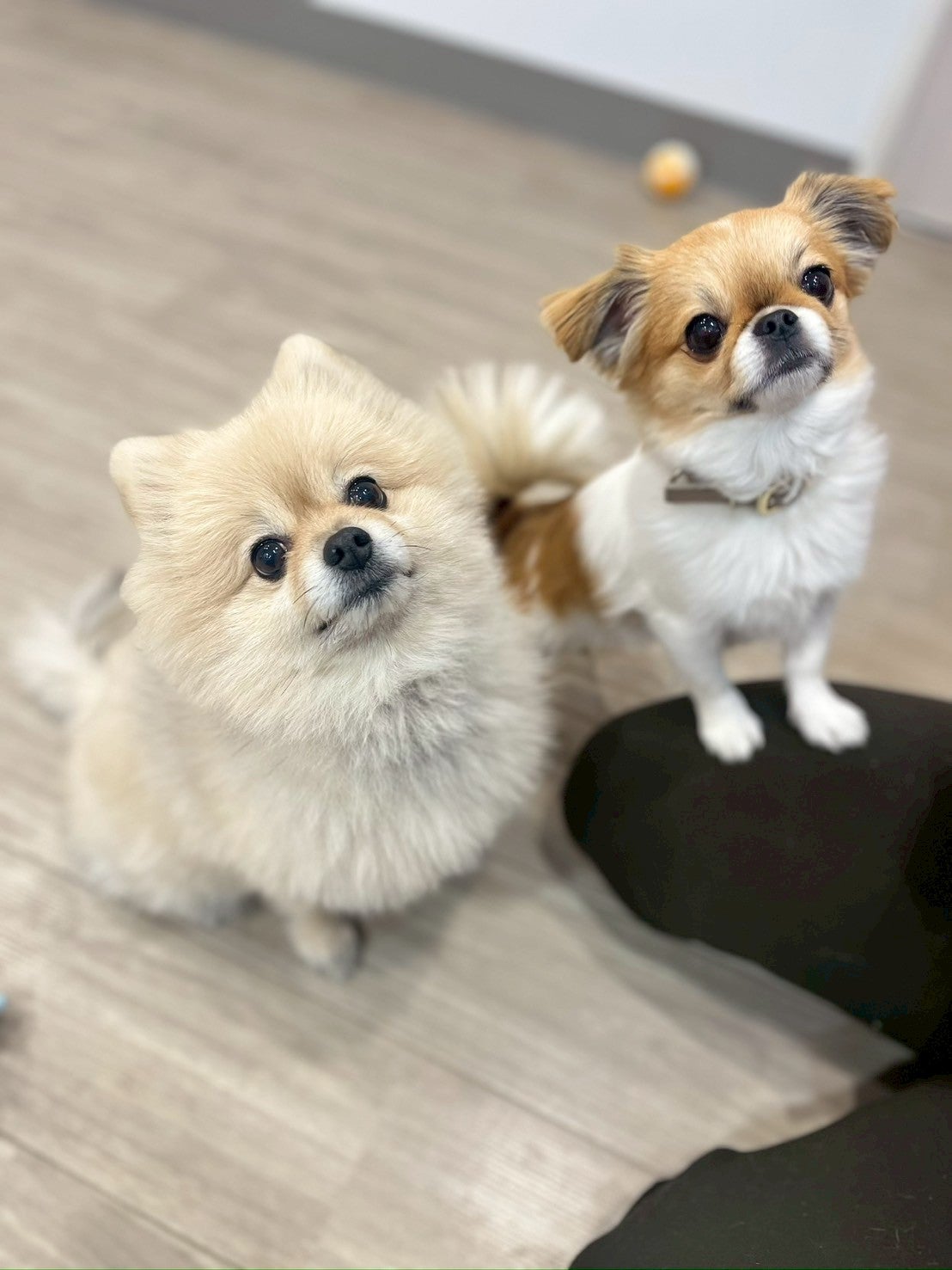 Dog support Tailsのているず幼稚園の写真