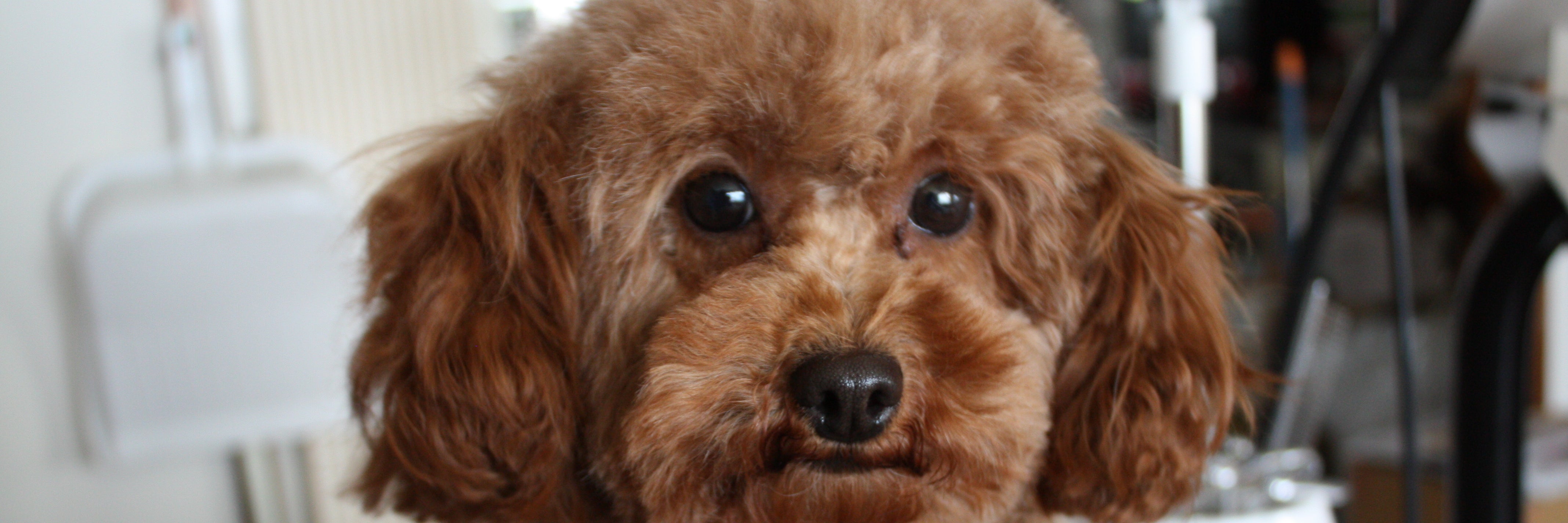 PET SALON SKY BLUE POODLE_1枚目