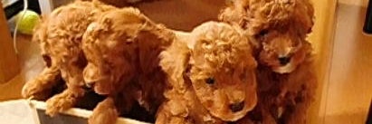 PET SALON SKY BLUE POODLE_2枚目