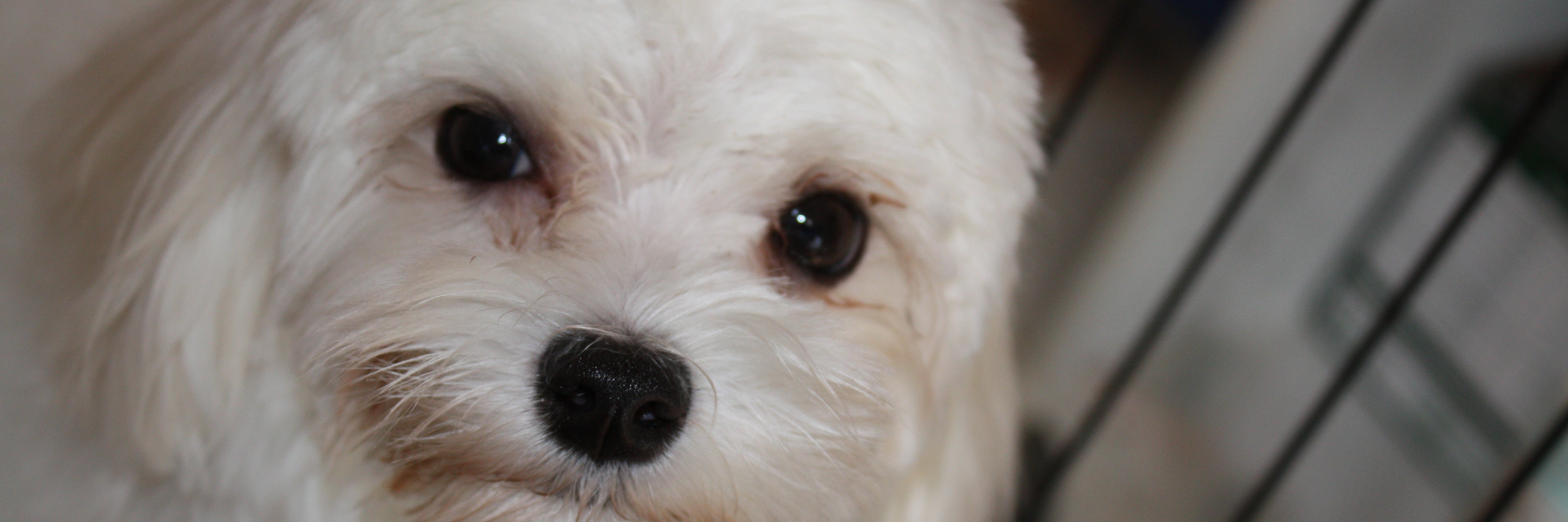 PET SALON SKY BLUE POODLE_3枚目