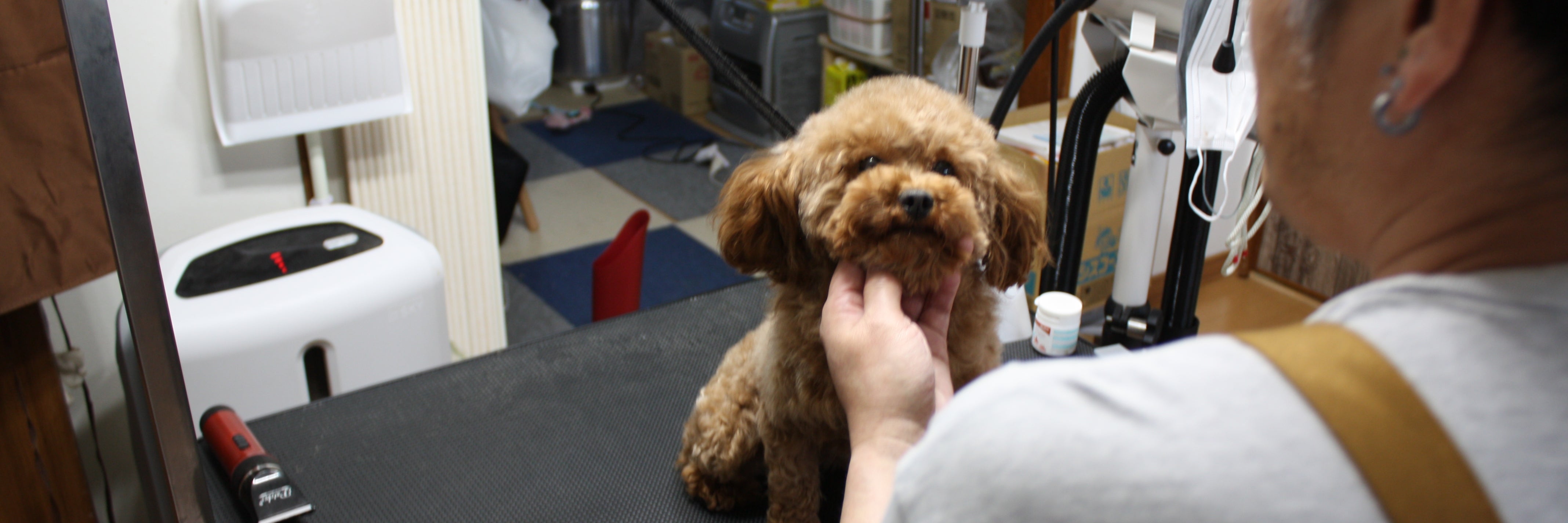 PET SALON SKY BLUE POODLE_4枚目