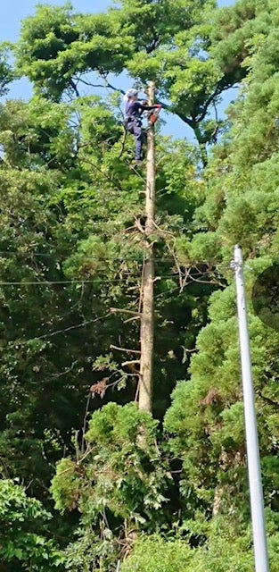 岡野造園の庭木の剪定・伐採・草刈・消毒・管理の写真
