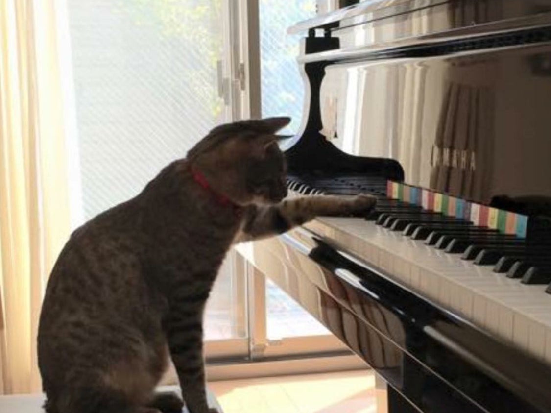 たにピアノ教室