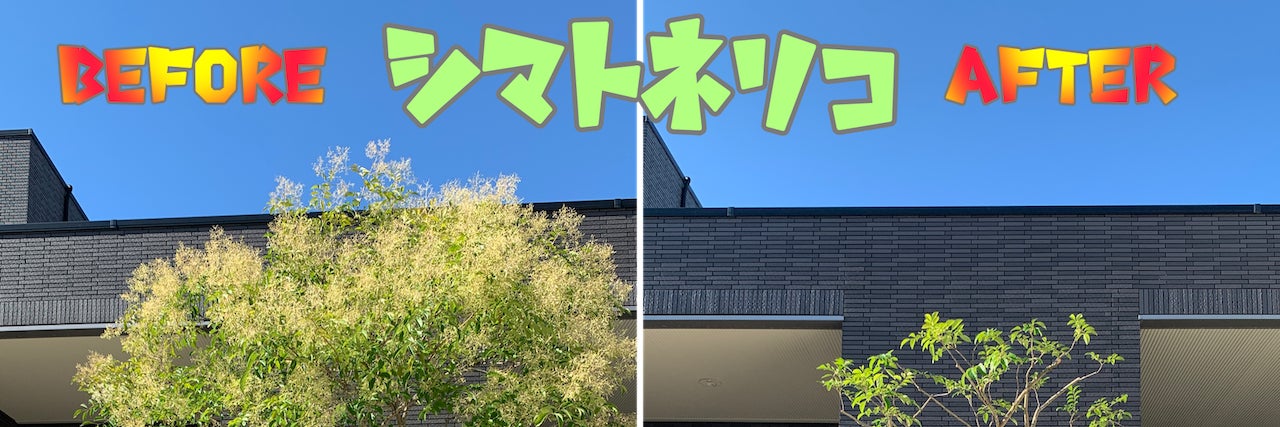 庭木の手入れ＆便利屋イマスグ