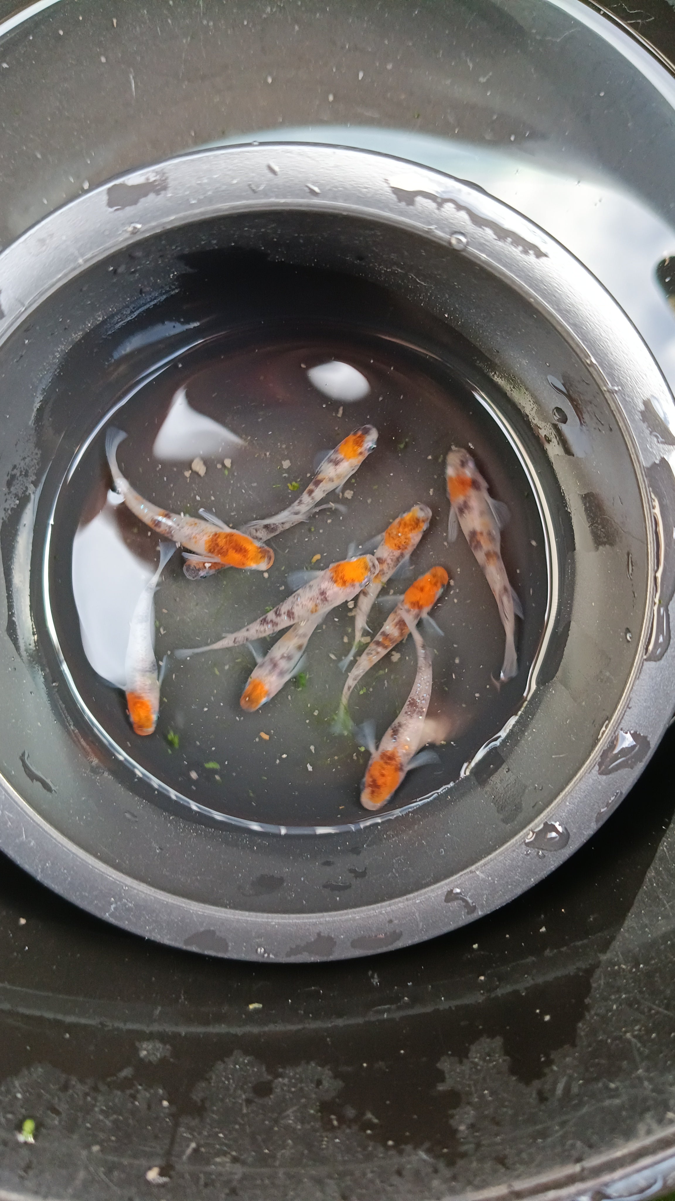 金魚めだかのタクミ_3枚目