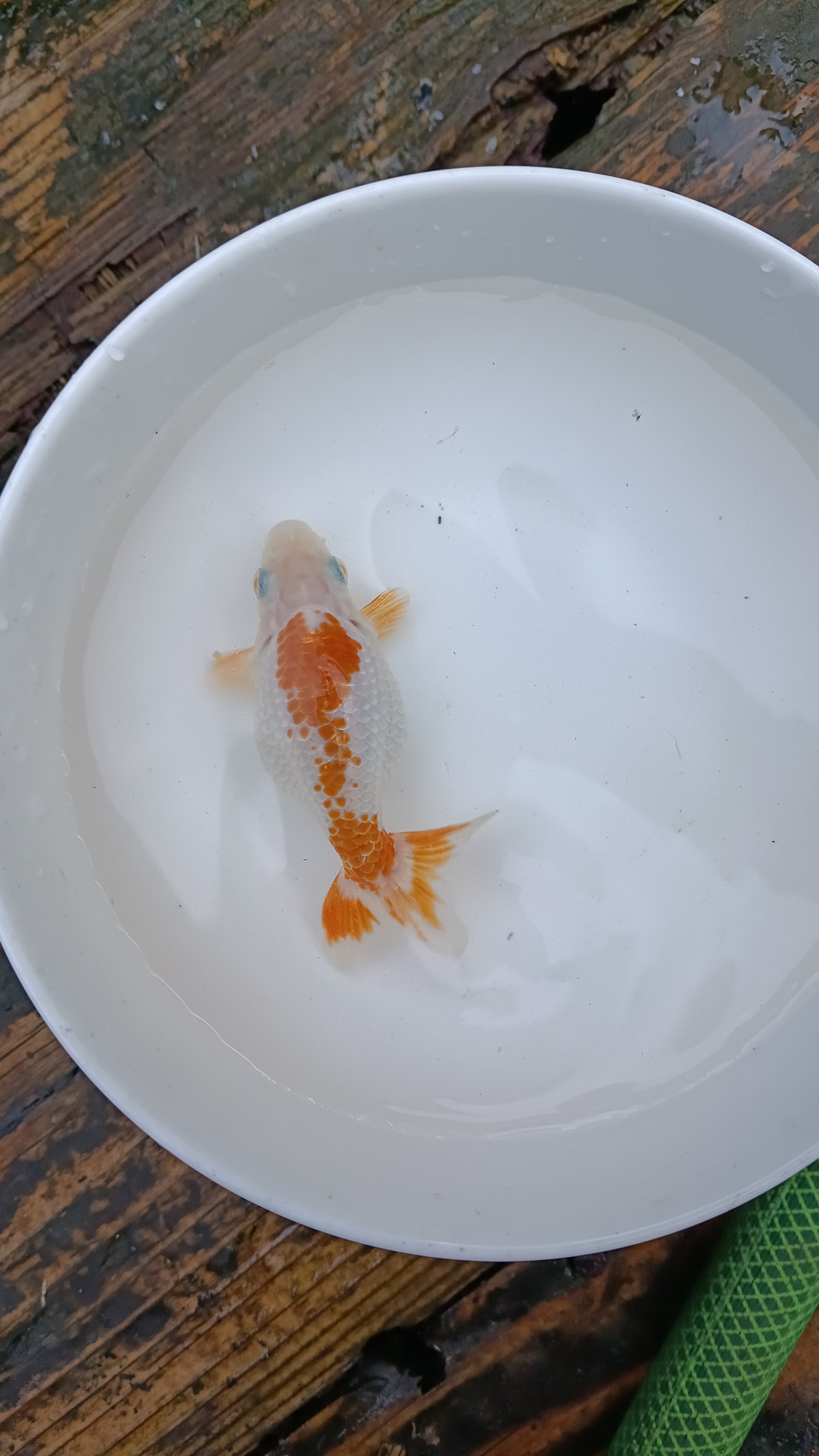 金魚めだかのタクミ_2枚目