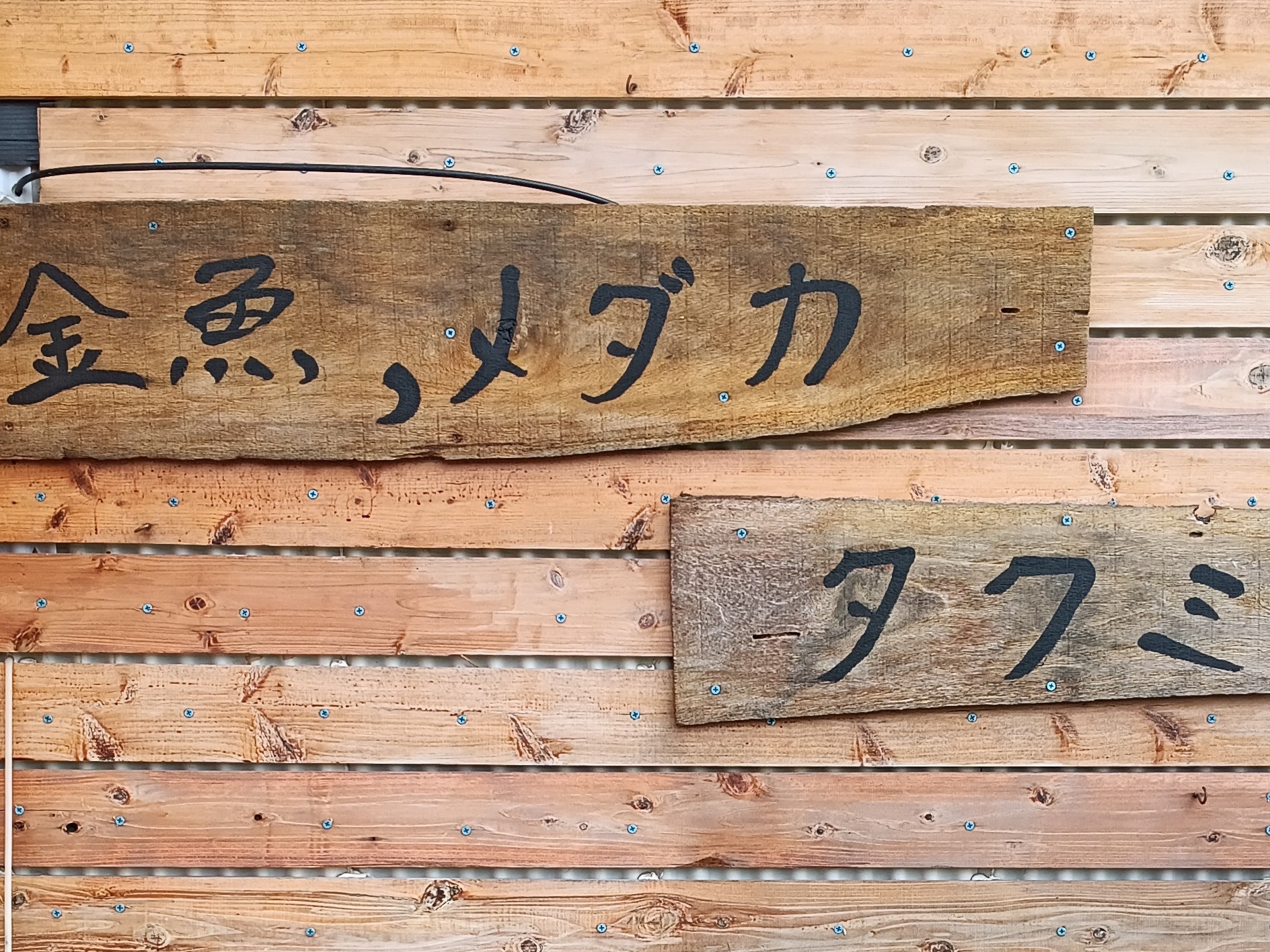 金魚めだかのタクミ_1枚目
