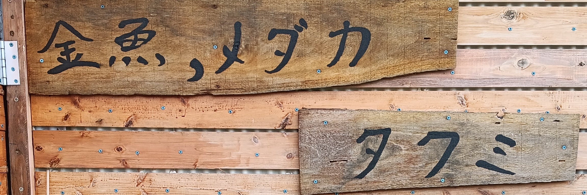 金魚めだかのタクミ