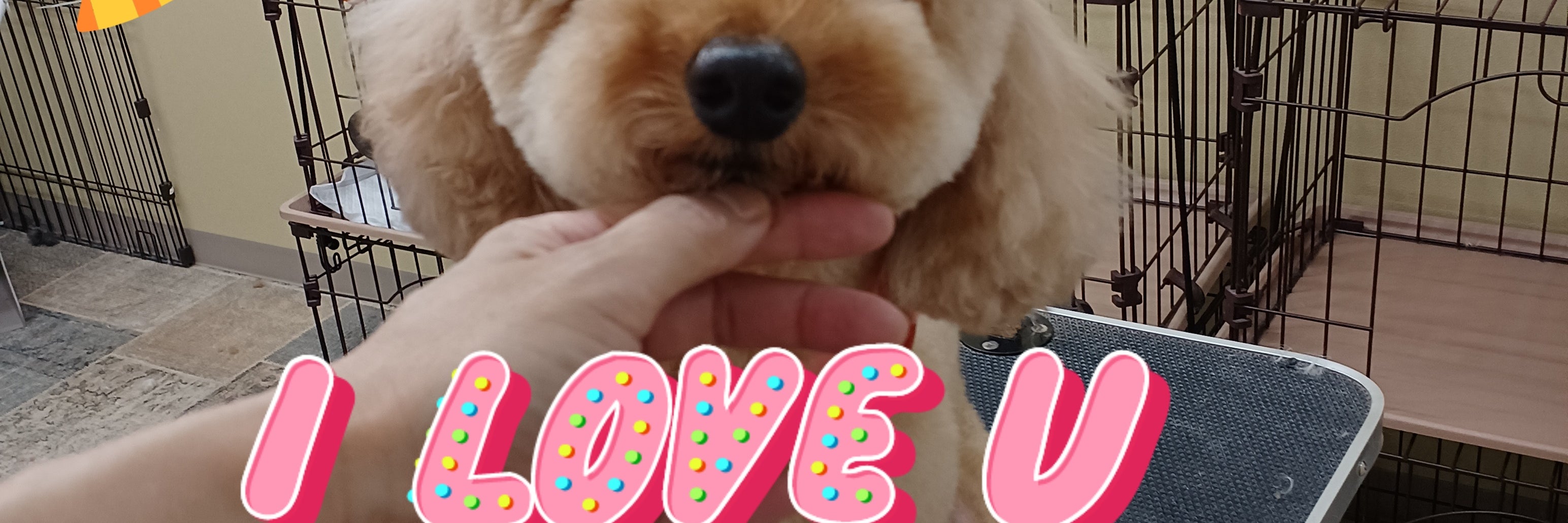 ドッグサロンパピー_3枚目