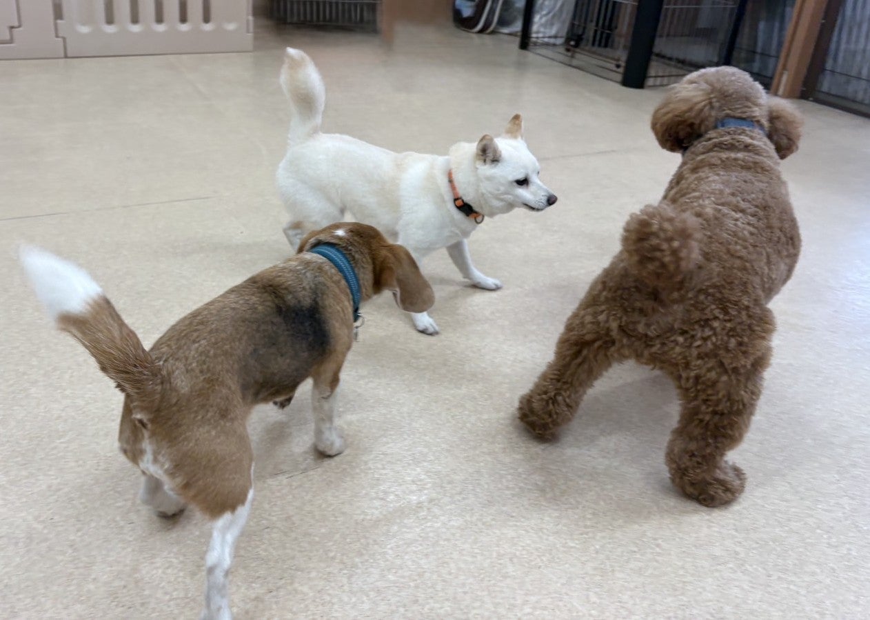 犬の総合施設ドッグサロンVITAの中原区にある犬のトリミング、ペットホテル、しつけ教室、保育園の総合施設の写真