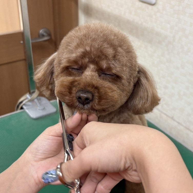 犬の総合施設ドッグサロンVITA_1枚目
