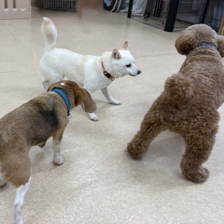 犬の総合施設ドッグサロンVITA_3枚目