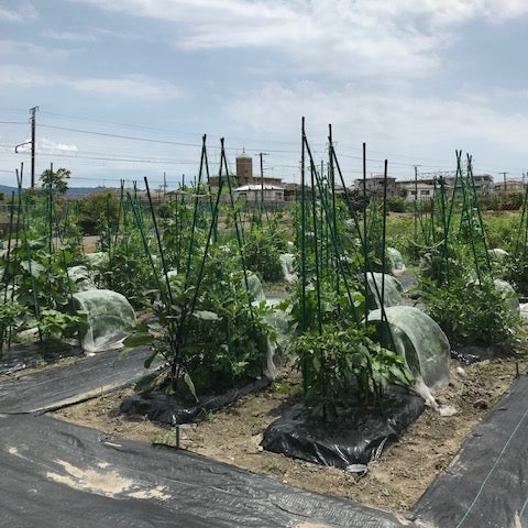 ちょこっと農業「岸和田南農園」_1枚目