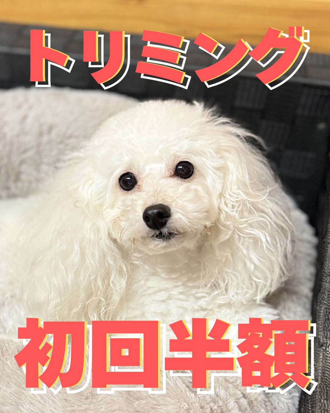 トリミング初回半額の写真