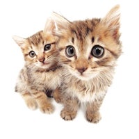 SKIP PETS の料金プラン（基本コース：猫）の写真