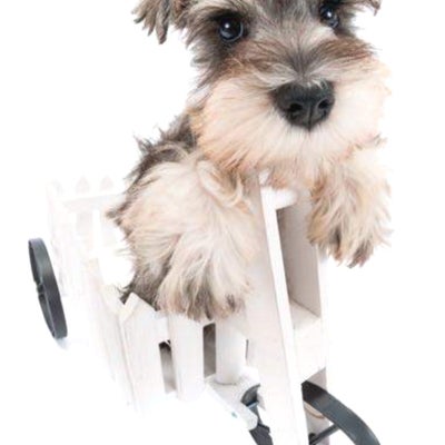 SKIP PETS のペットシッター（散歩コースのみ：犬）の写真