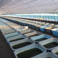 メダカ販売店「亀田養魚」_1枚目