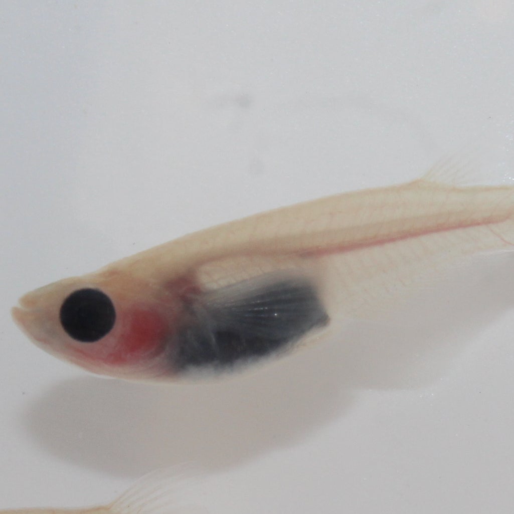 メダカ販売店「亀田養魚」_2枚目
