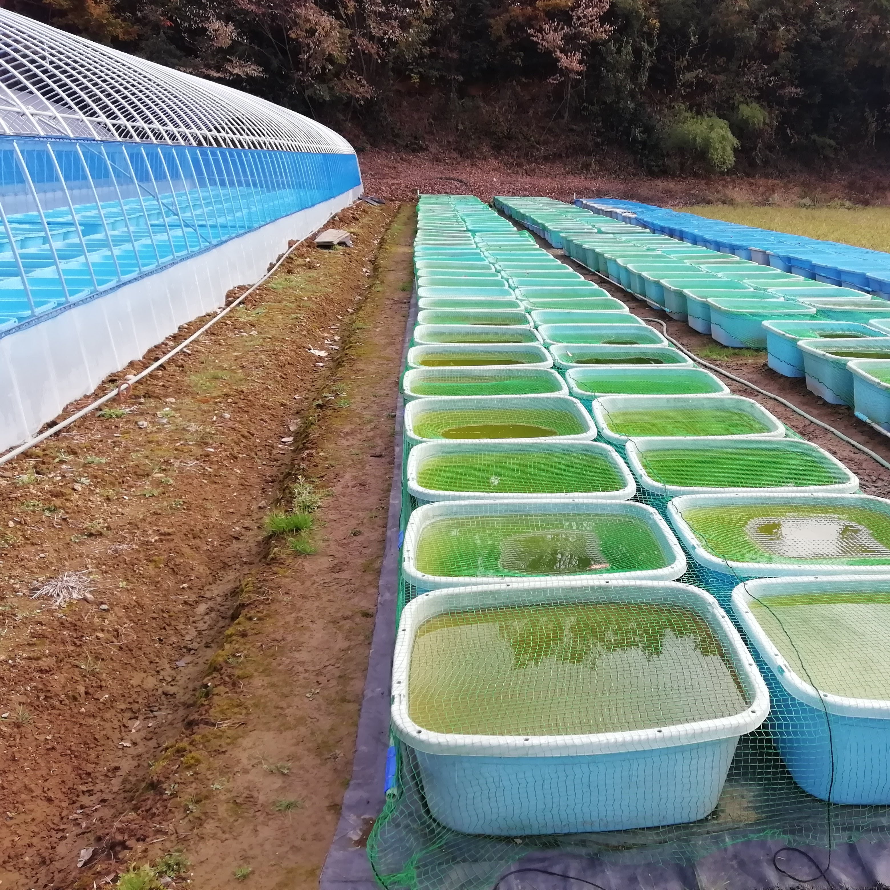 メダカ販売店「亀田養魚」_3枚目