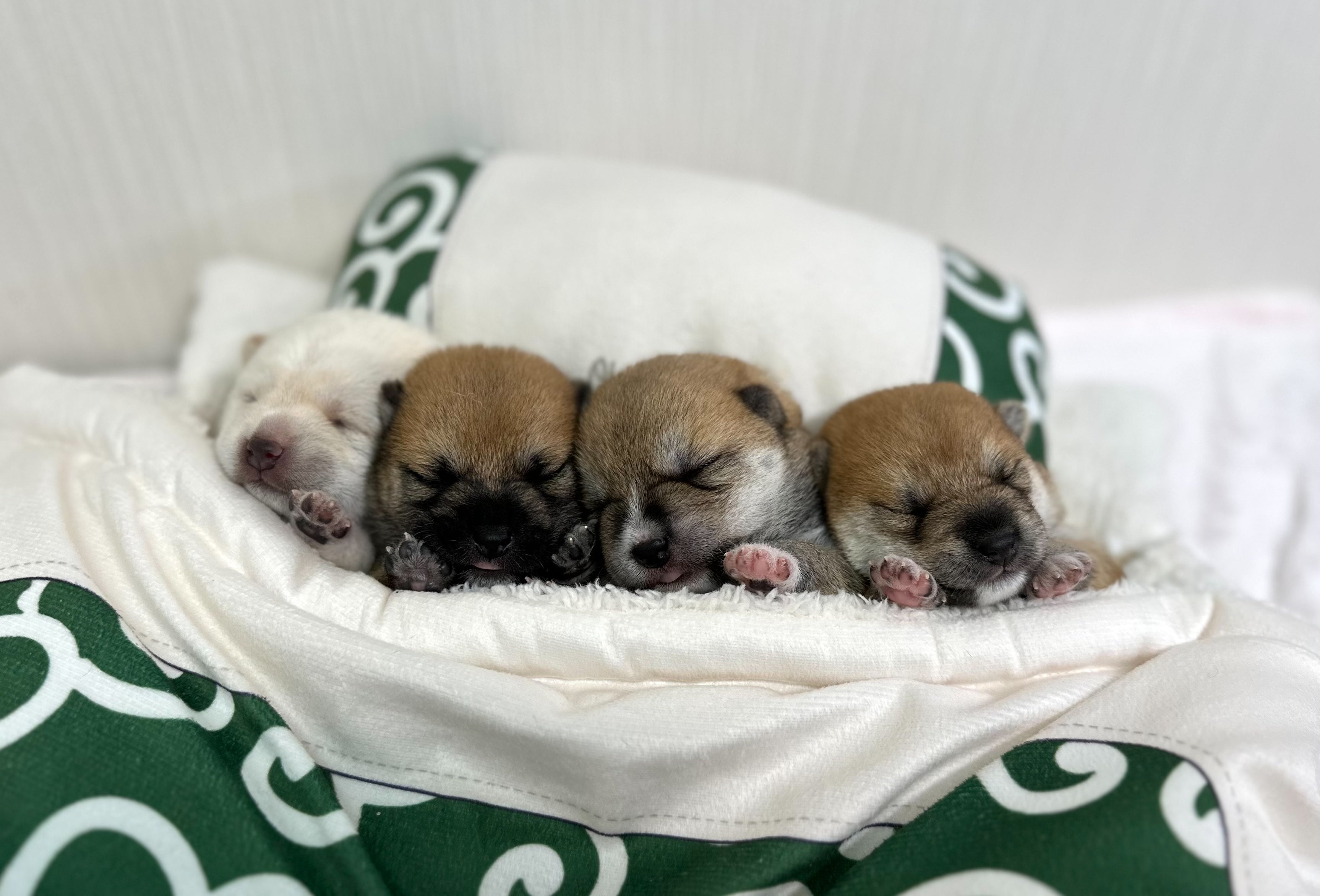 豆スケ豆プーの子犬ちゃんのブリーダー直売の写真