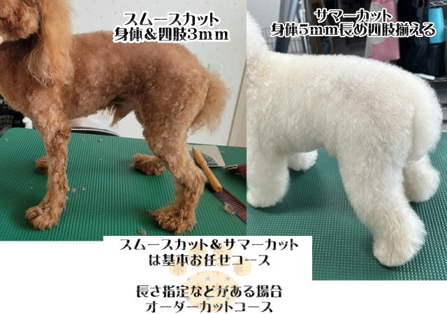 あにまるサロンWiNGのカットフルコース（スムース）の写真