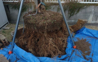 伐採レスキュー福島　(株)関矢工務店の伐採・伐根の写真