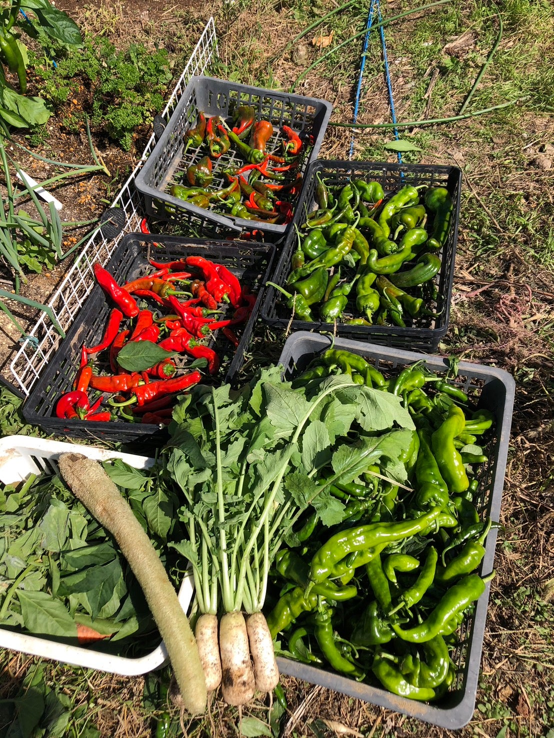 🥬自家栽培🌶️の写真