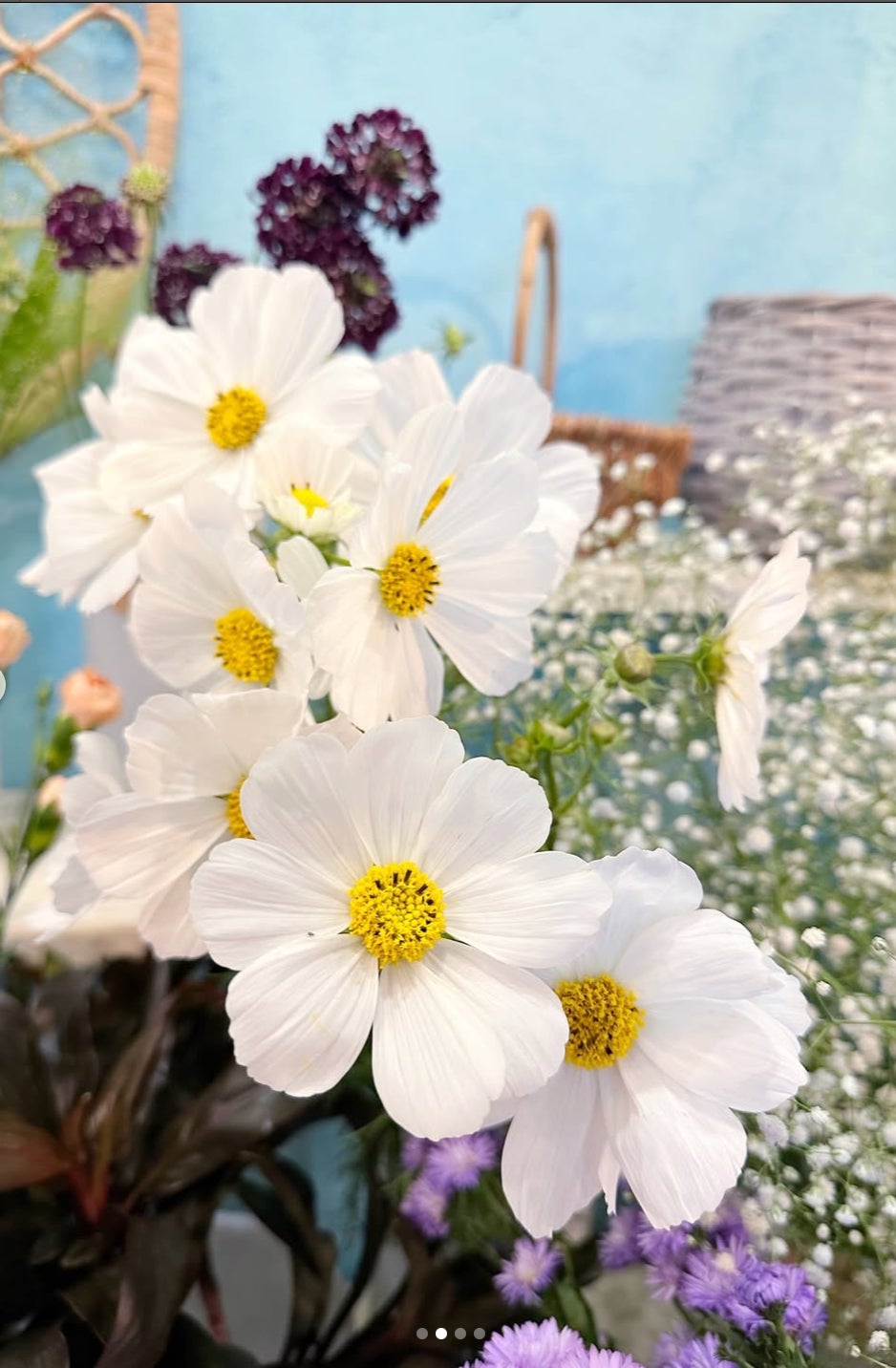 コスモス🌸の写真