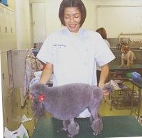 横浜愛犬高等美容学園のトリミング本科の写真