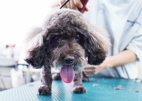 横浜愛犬高等美容学園の短期コースの写真