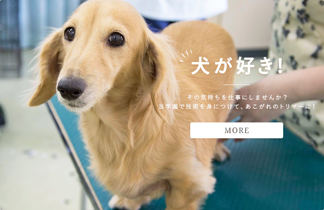 横浜愛犬高等美容学園の紹介写真_2枚目