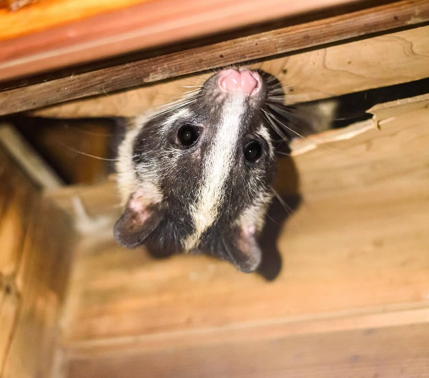 cathandyの害虫・害獣の駆除サービスの写真