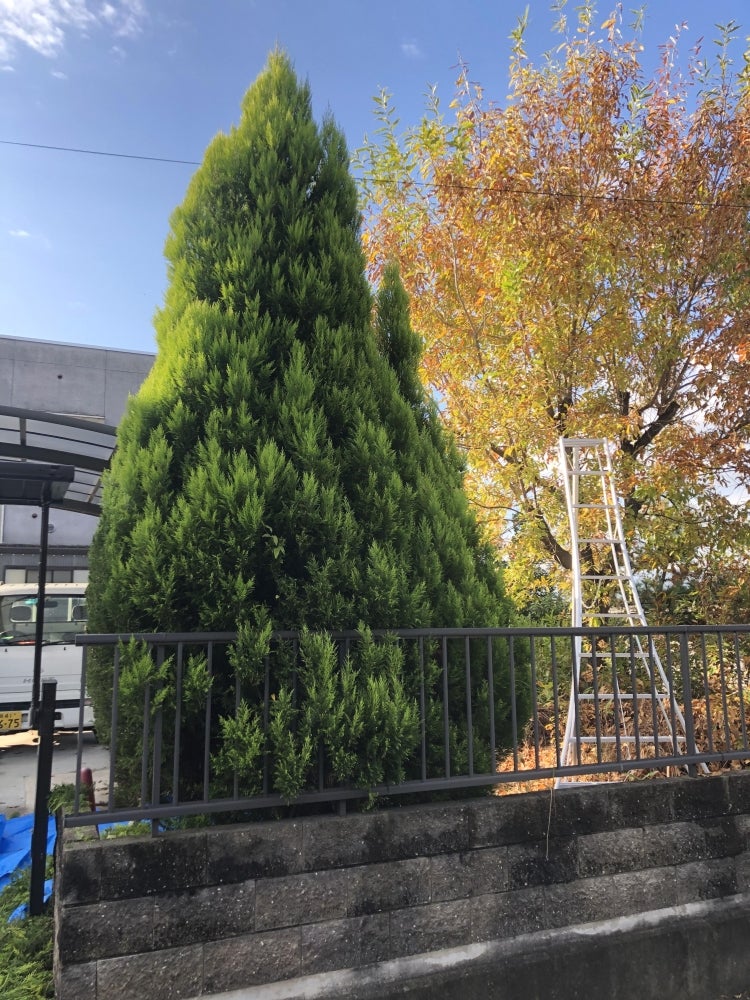 TADグループの庭木の剪定（お見積もり）の写真