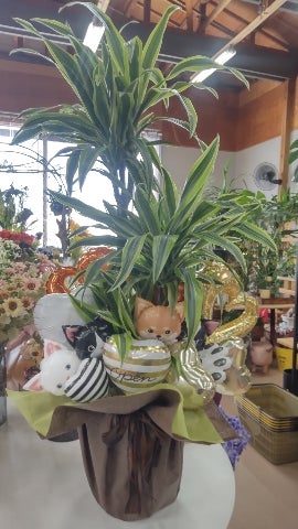 【観葉植物とバルーンの組み合わせ】の写真