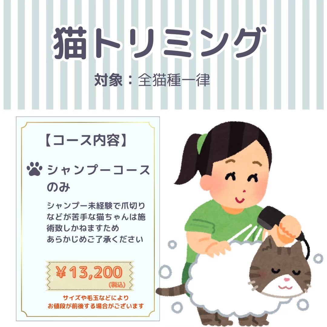 トリミングサロン白い犬のアオのねこちゃんのトリミングの写真