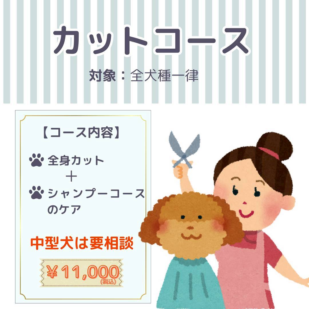 トリミングサロン白い犬のアオのわんちゃんのトリミングの写真
