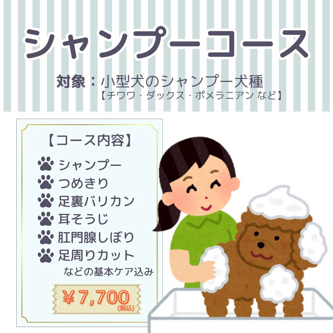 トリミングサロン白い犬のアオのシャンプーコースの写真