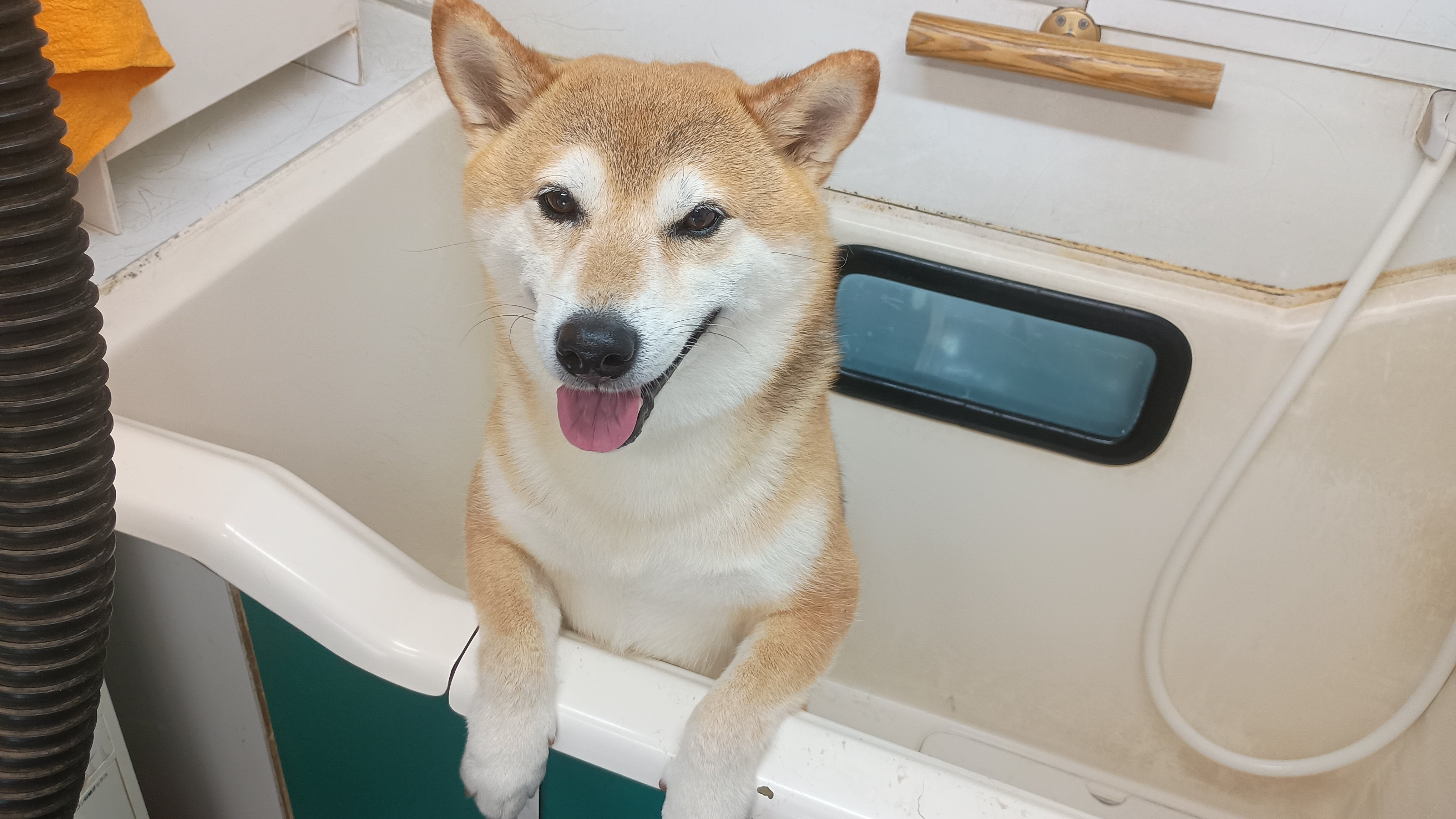 犬の出張シャンプー屋さんサンタ相模が丘店_1枚目