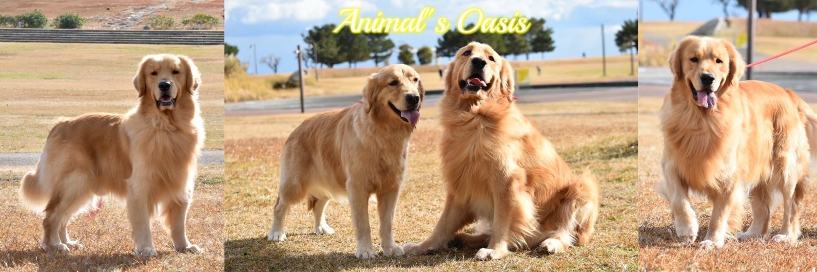 Animal's Oasis