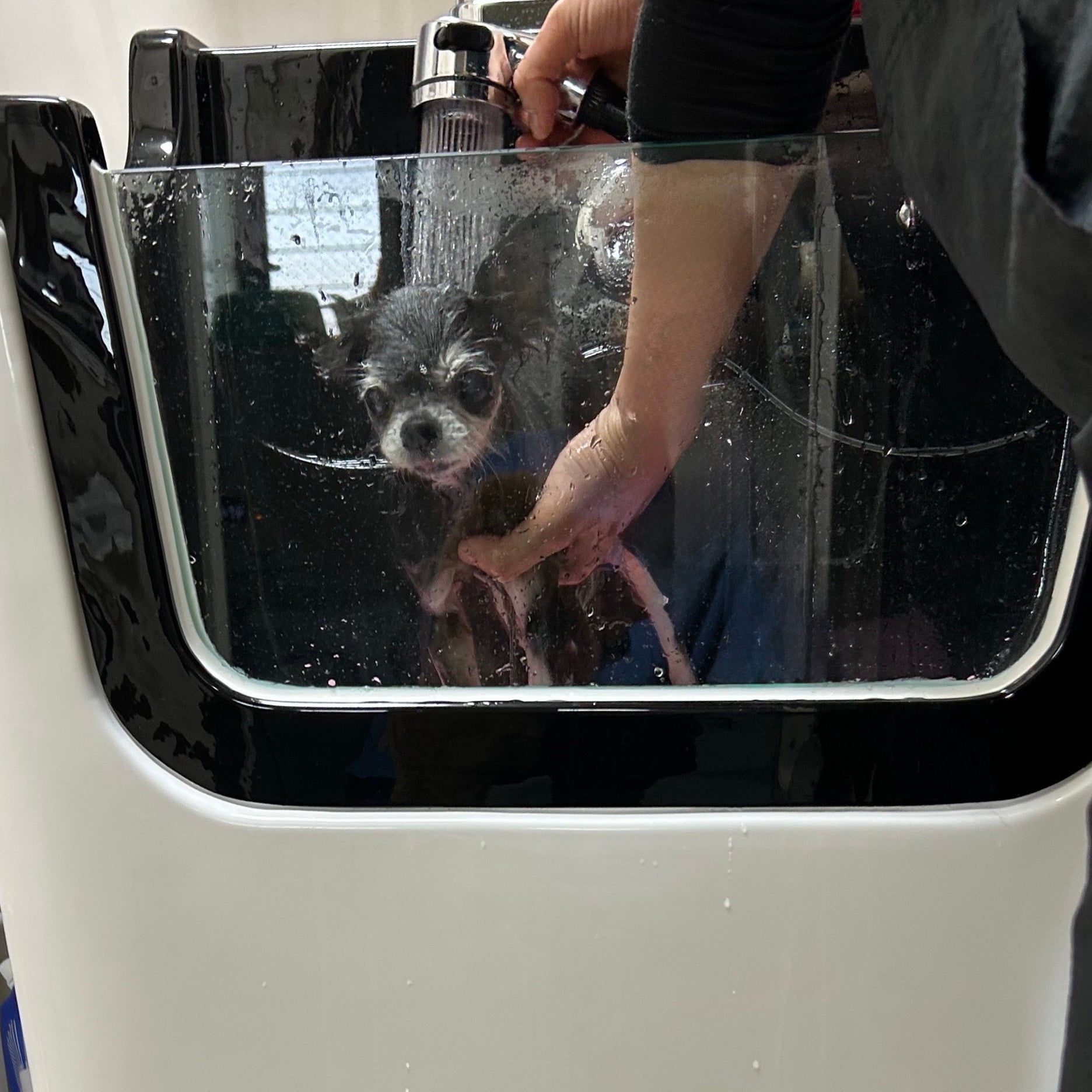 Dog Salon CREMOCA 名古屋_3枚目