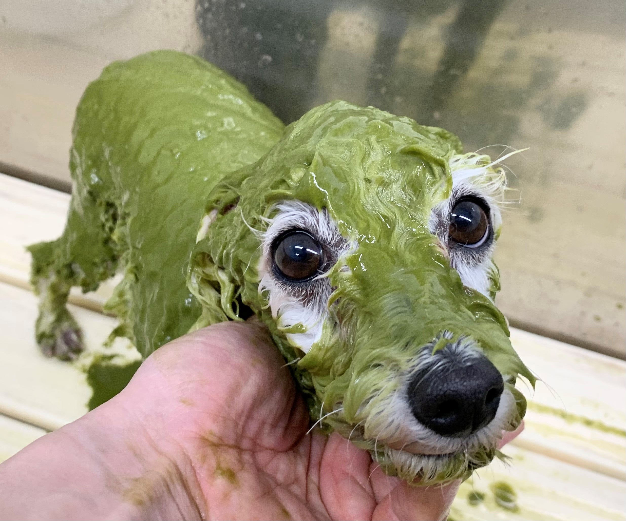 DOG DALON Reberry【ドッグサロンリベリー】のナノバブルオゾンペットシャワーでトリミング♪の写真