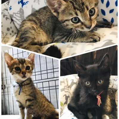 2019/05/17に保護猫とVEGANのお店“neu。”が投稿した、スタッフの写真
